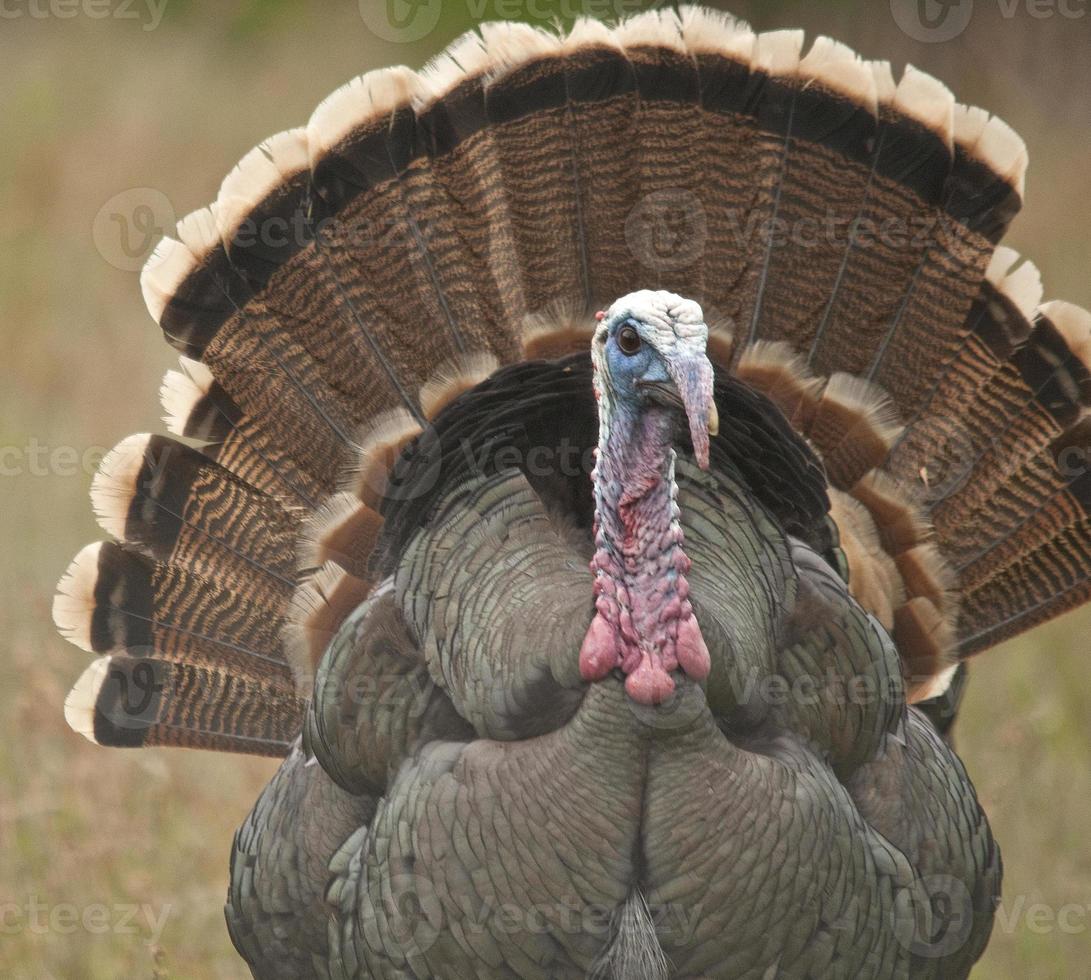 Tom Turkey Showing Off photo