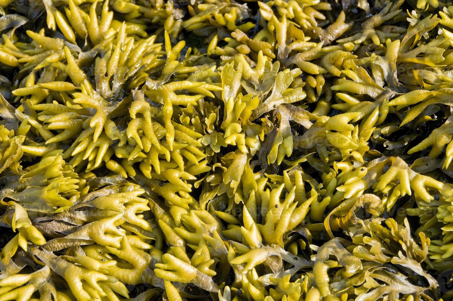 Fucus Seaweed Pattern photo