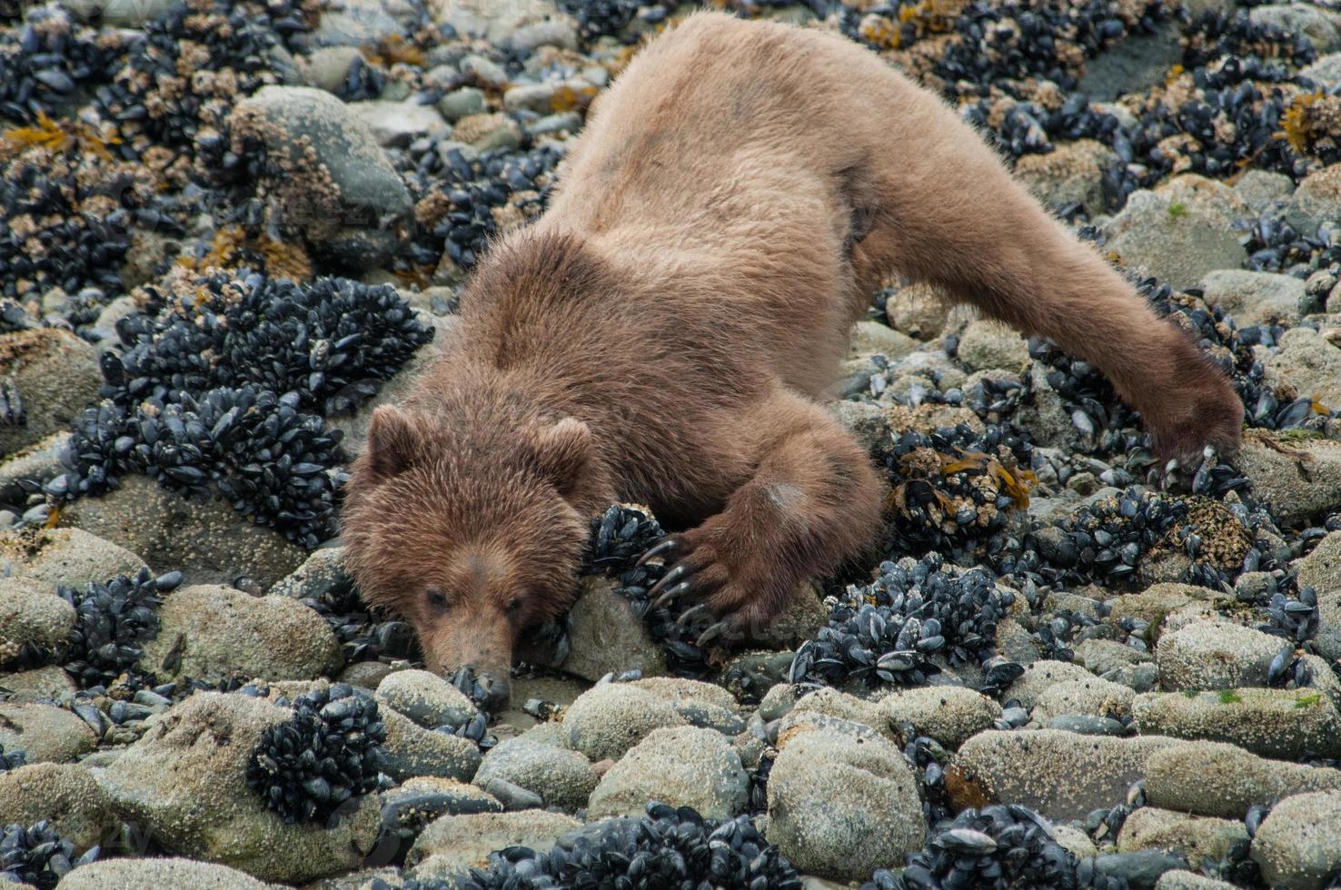 Oso pardo caminando por la playa en la bahía de los glaciares foto