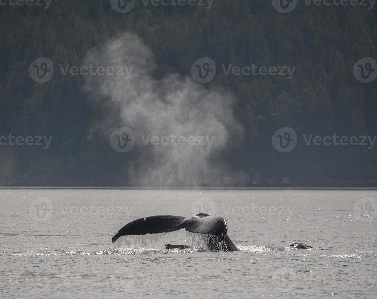 Humpback Whale Tail and Spout photo