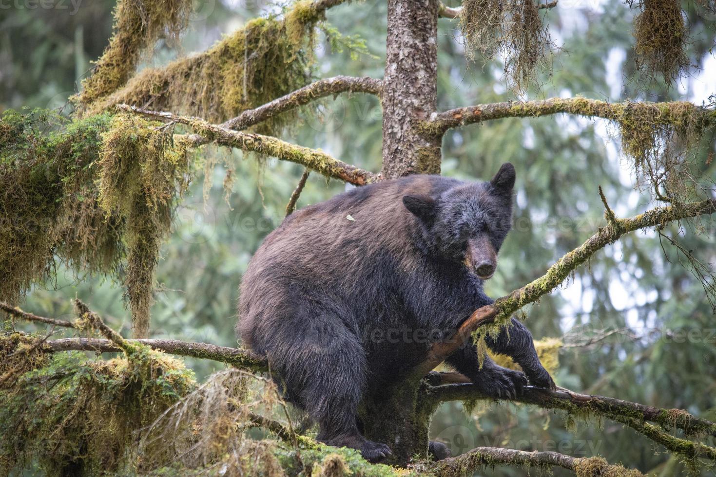 Sleeping Black Bear Cub, Anan Creek photo