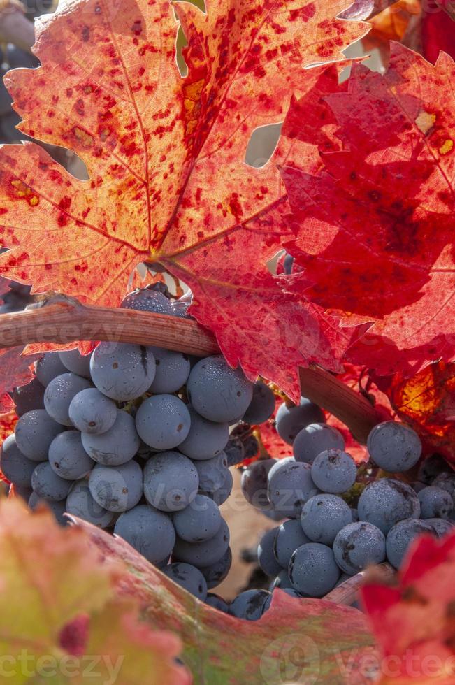 uvas de vino y hojas rojas, otoño foto