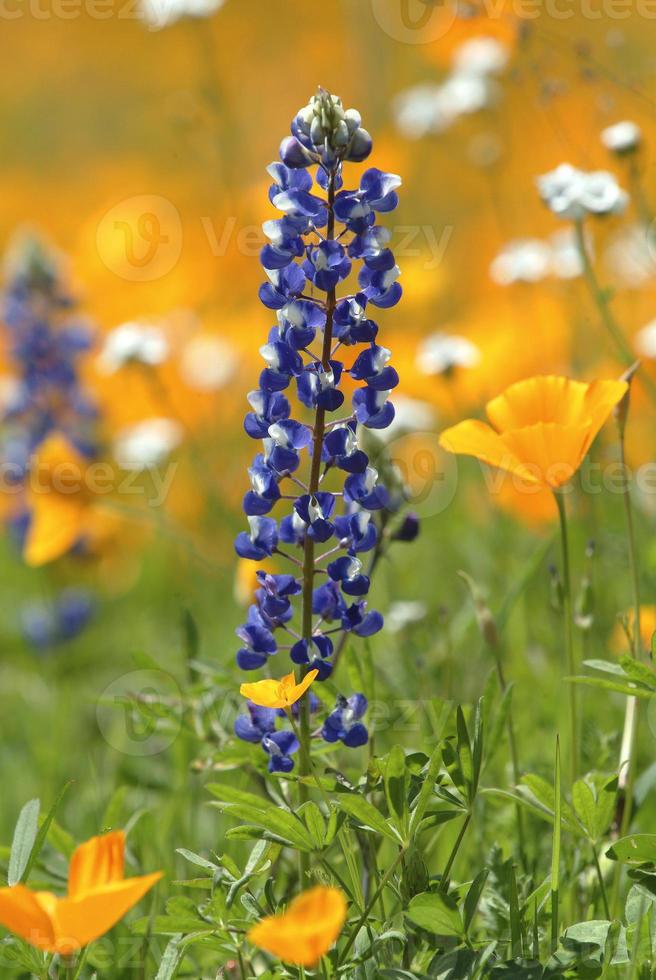 Lupine and California Poppies photo