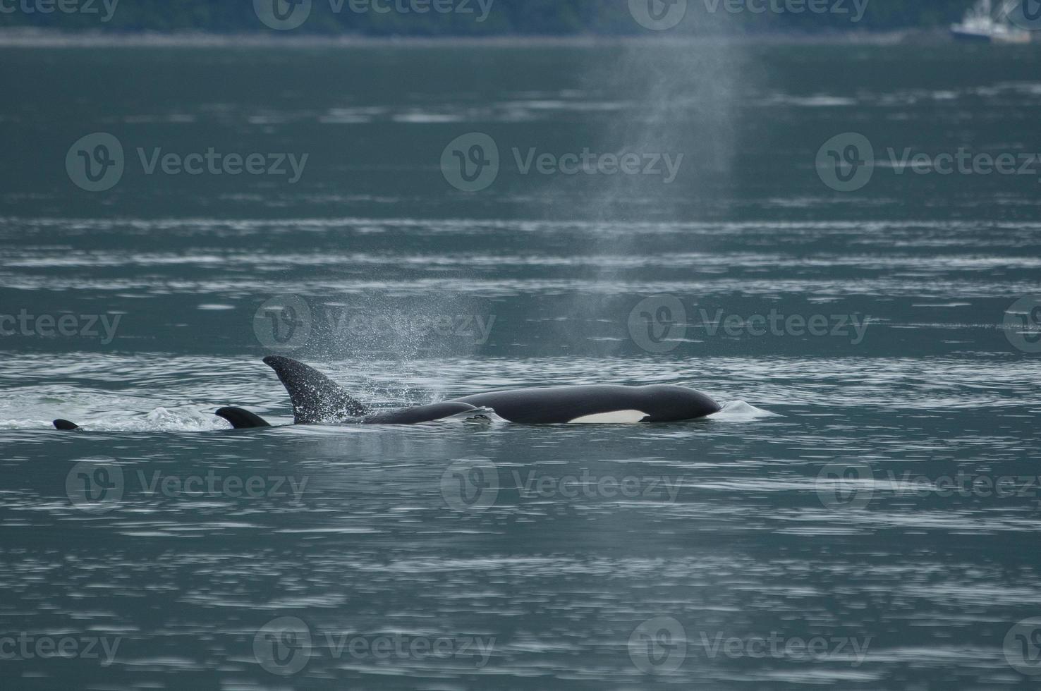 familia orca en alaska foto