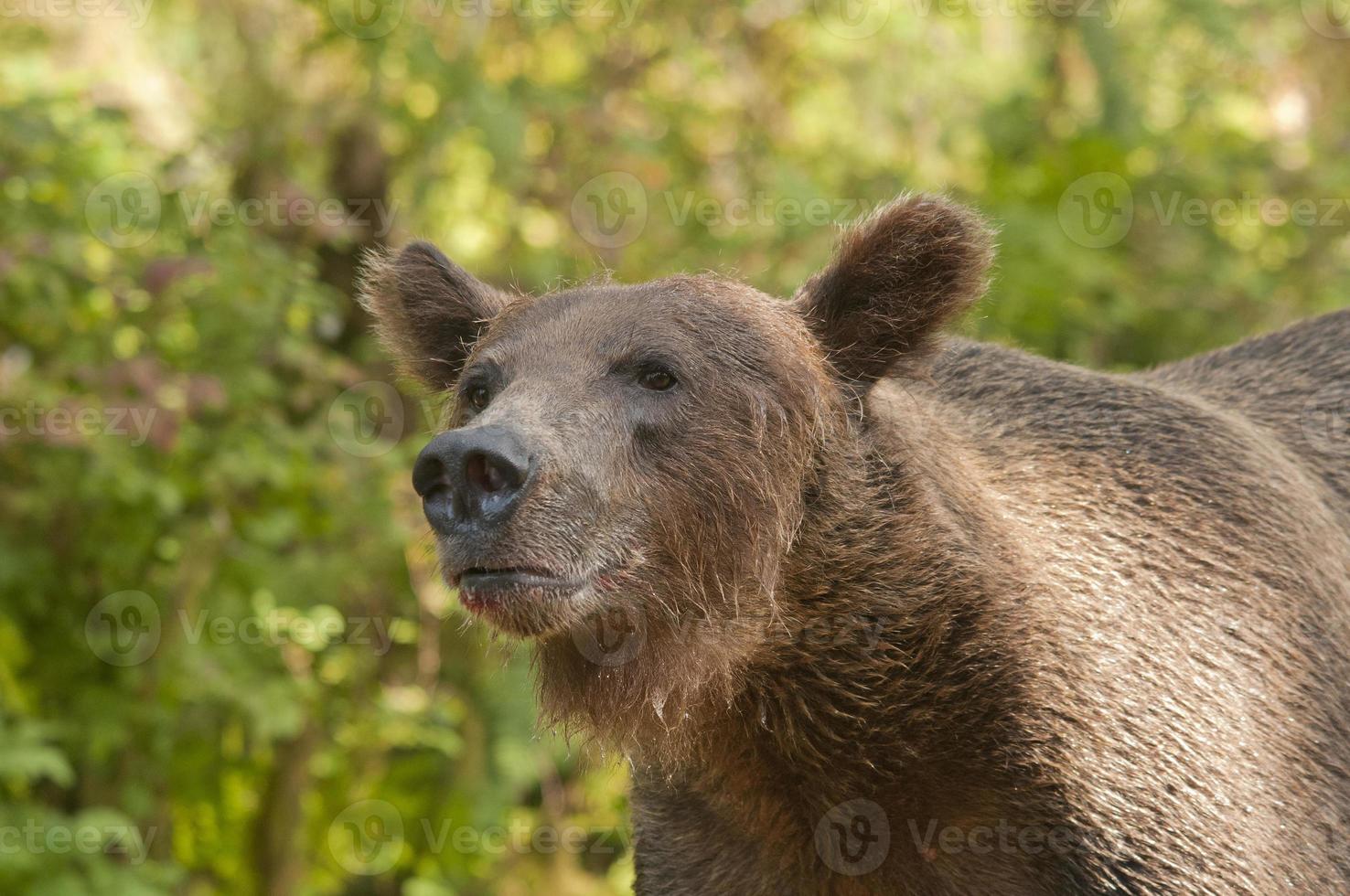 Primer plano de oso pardo en anan creek foto