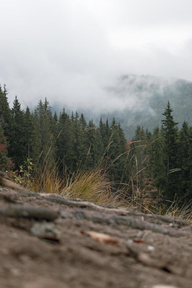 Mist over pine trees in the forest in the mountains. Carpathians Ukraine photo