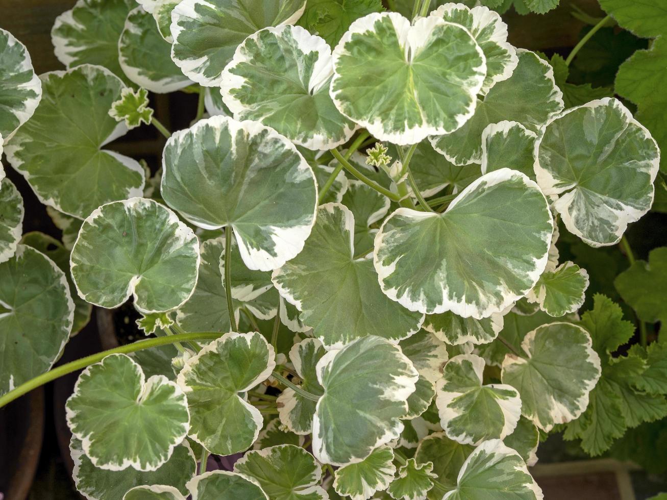 Hojas abigarradas de una planta de geranio pelargonium foto