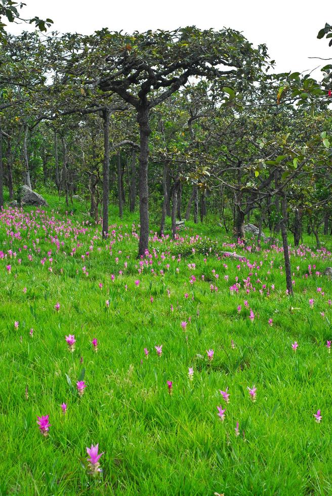 hermosos tulipanes silvestres de siam que florecen en la jungla en la provincia de chaiyaphum, tailandia. foto