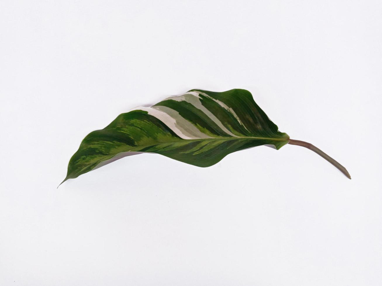 Top view landscape a beautiful leaf isolated on white background photo