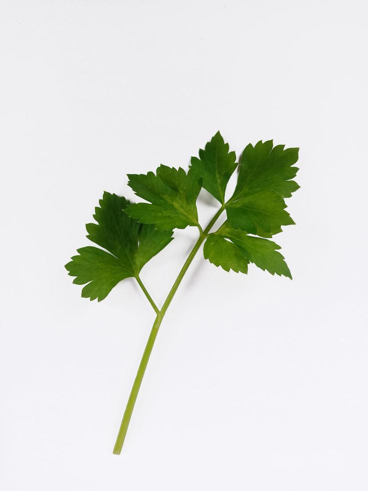 Top view portrait  some celery leaves isolated on white background photo