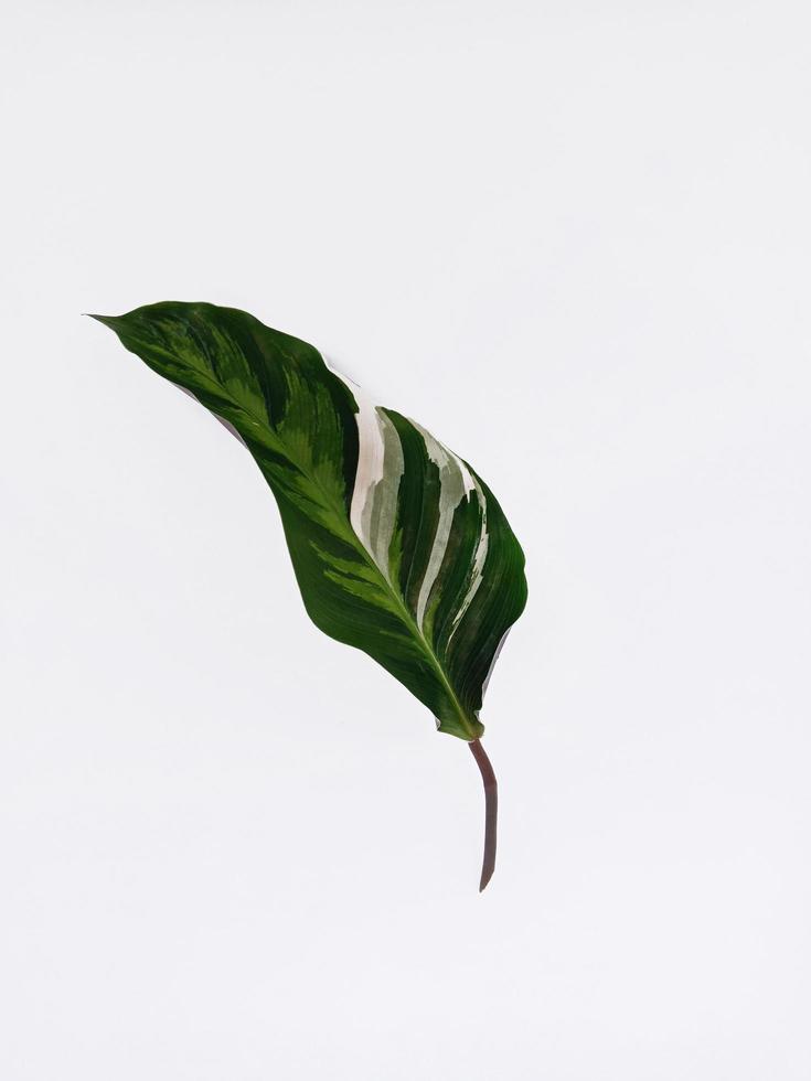 Top view portrait a beautiful leaf isolated on white background photo