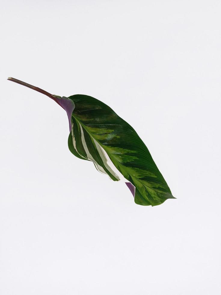 Top view portrait a beautiful leaf isolated on white background photo