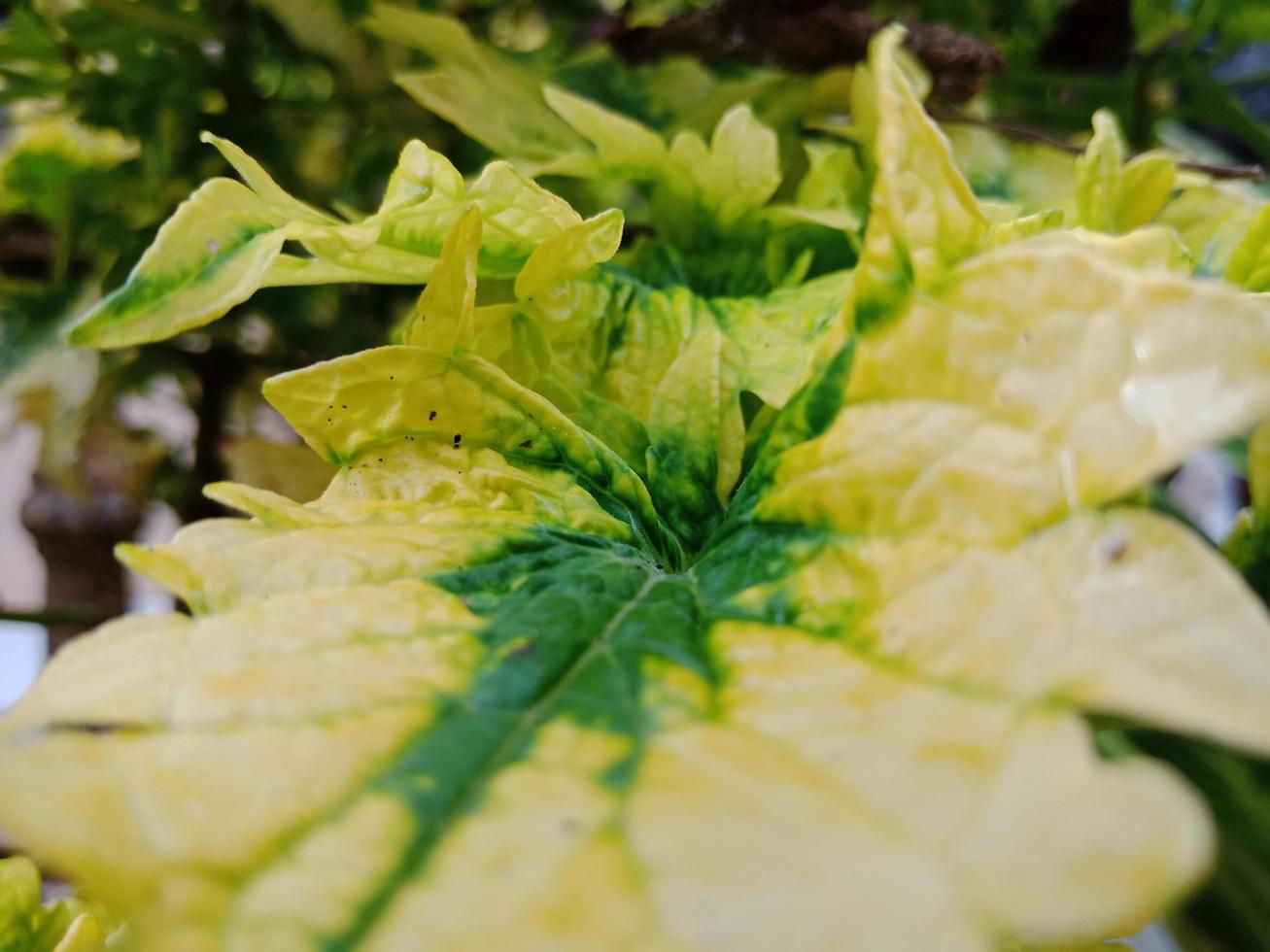 texture of beautiful leaves, it has yellow and green pattern photo