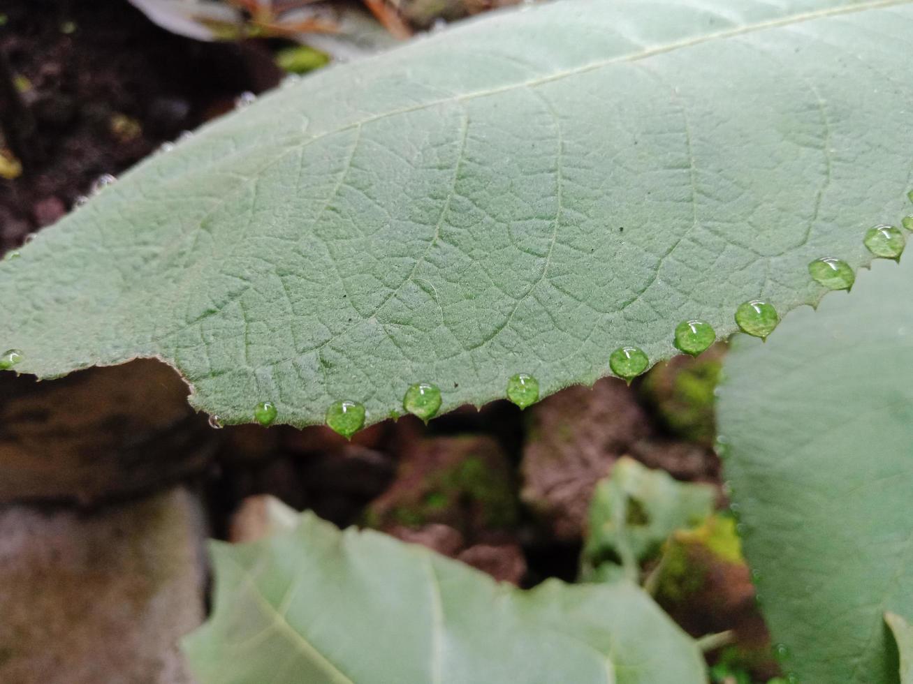 Textura de hoja verde con gotas en su superficie. foto