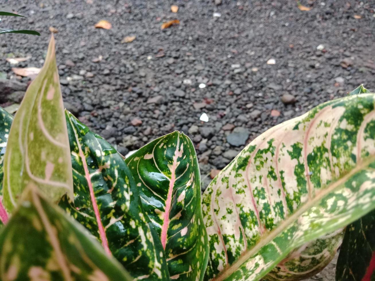 Close up landscape, texture of beautiful leaves with gravel background, selective focus photo