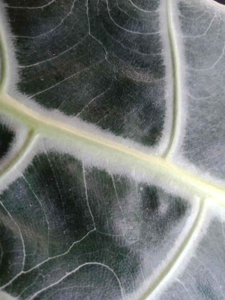 Top view portrait, texture of leaf vein for background or quote necessity photo