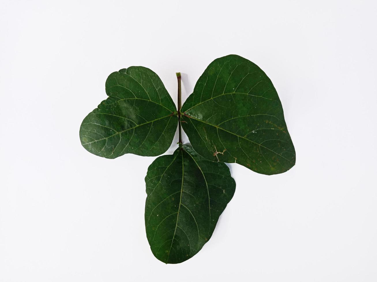 Top view landscape, long bean leaves isolated on white background photo