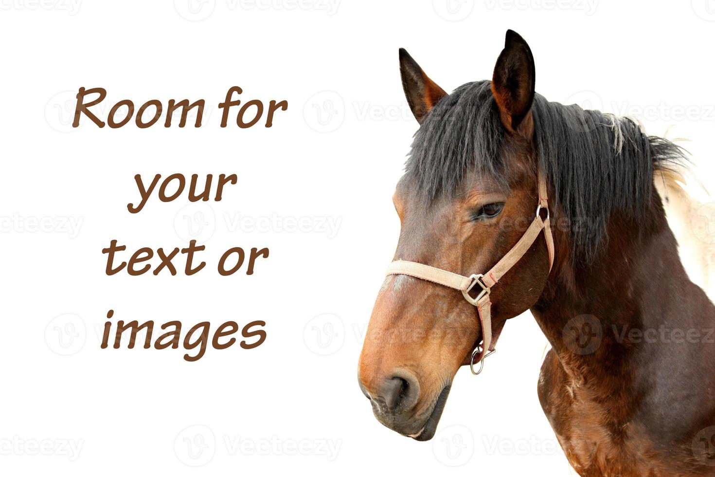 Domestic horse with copy space photo
