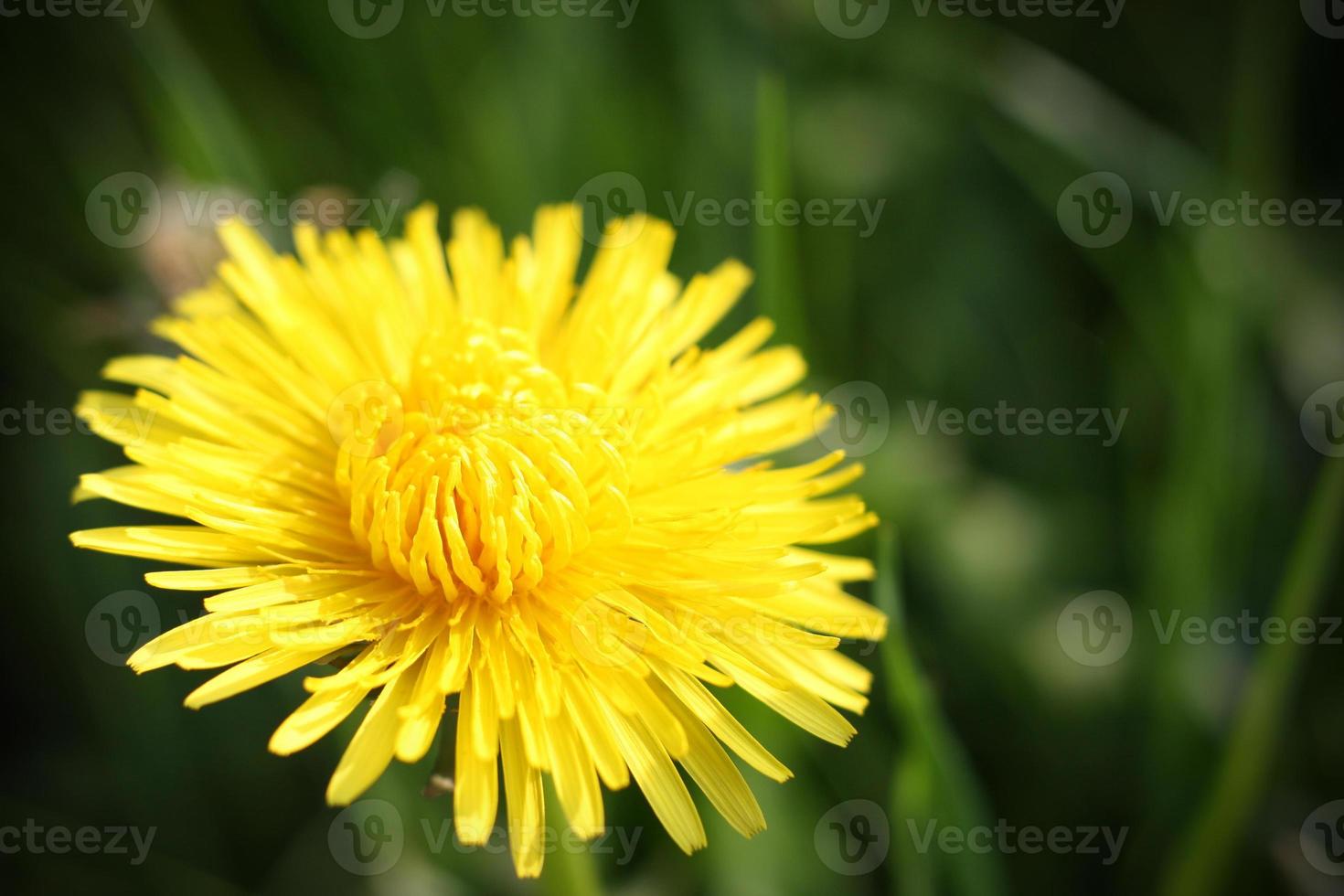 flor de diente de león de cerca foto