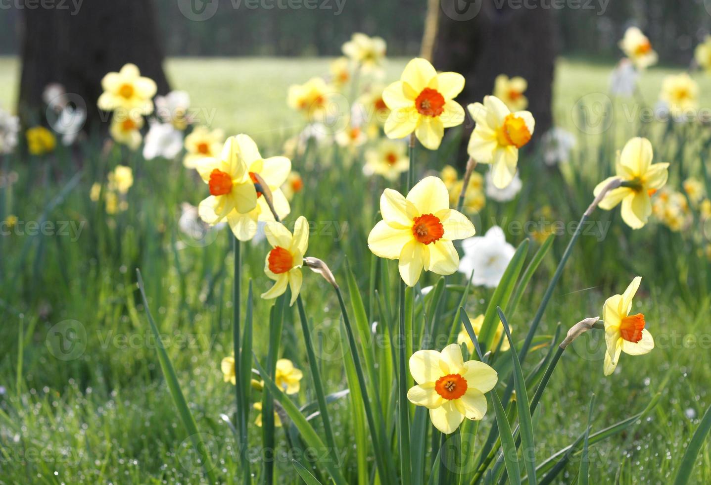 narcisos amarillos y blancos foto