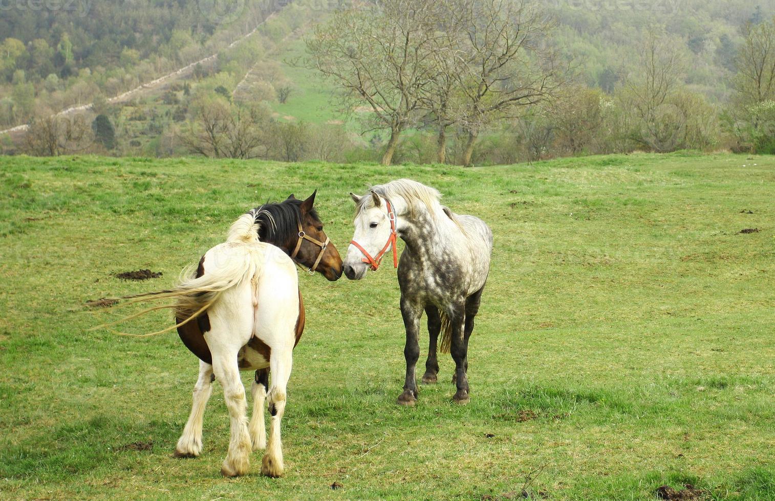 Horse and mare on the farm photo