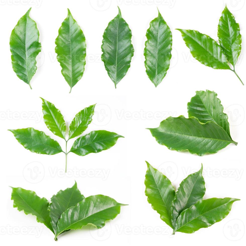 coffee leaves isolated on white background photo