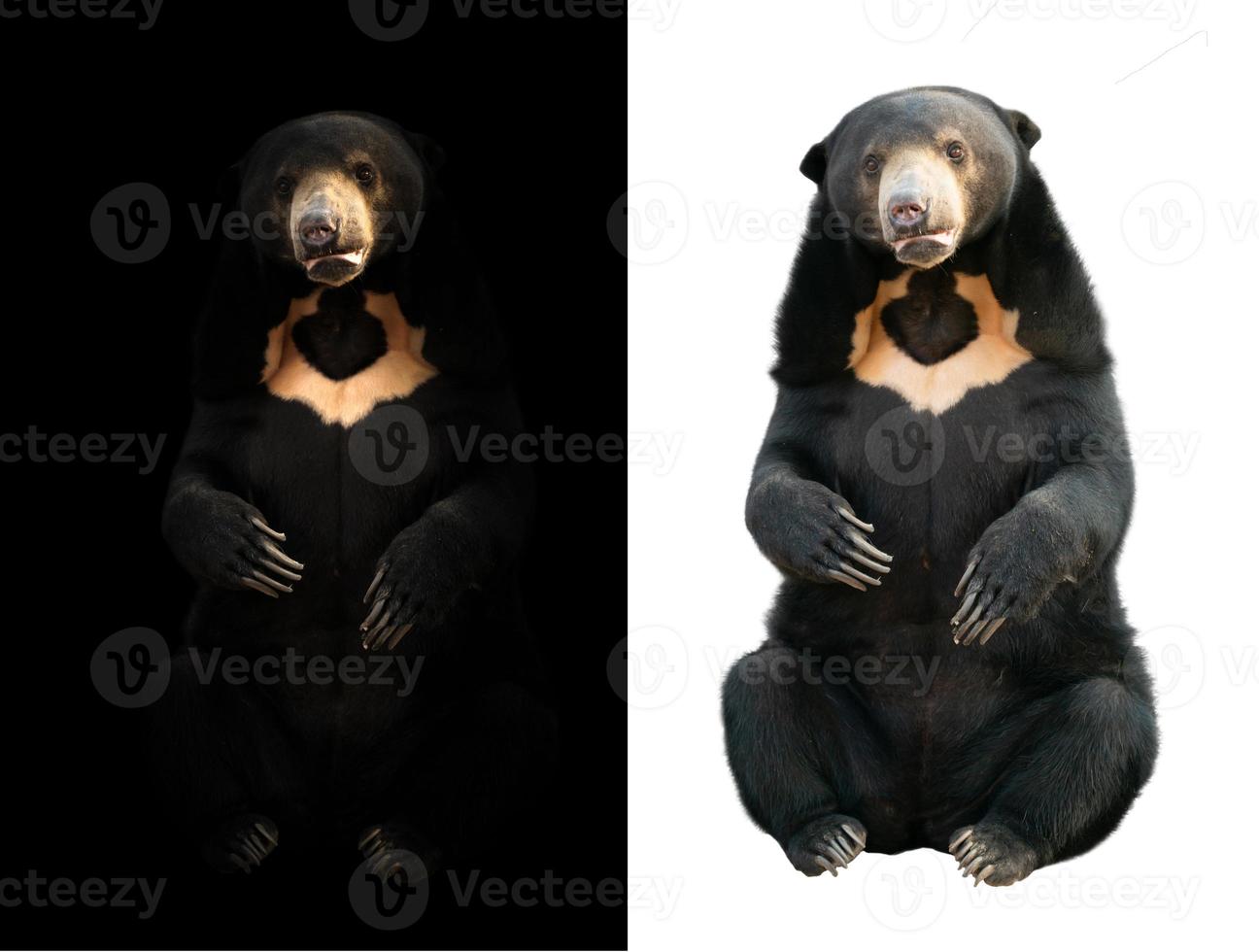 malayan sunbear  in dark and white background photo