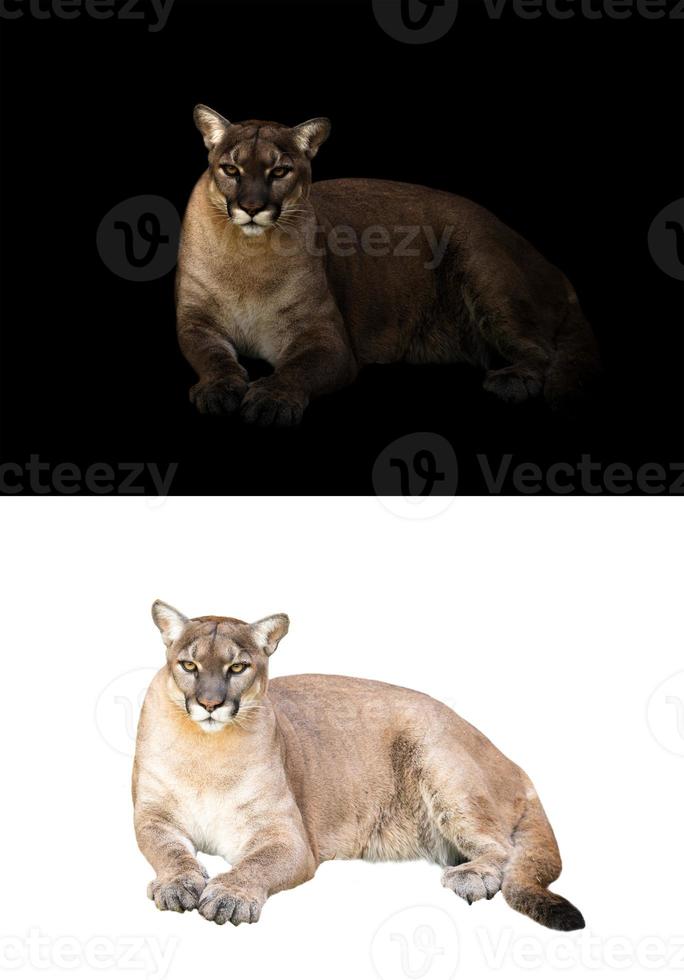 puma or cougar in dark and white background photo