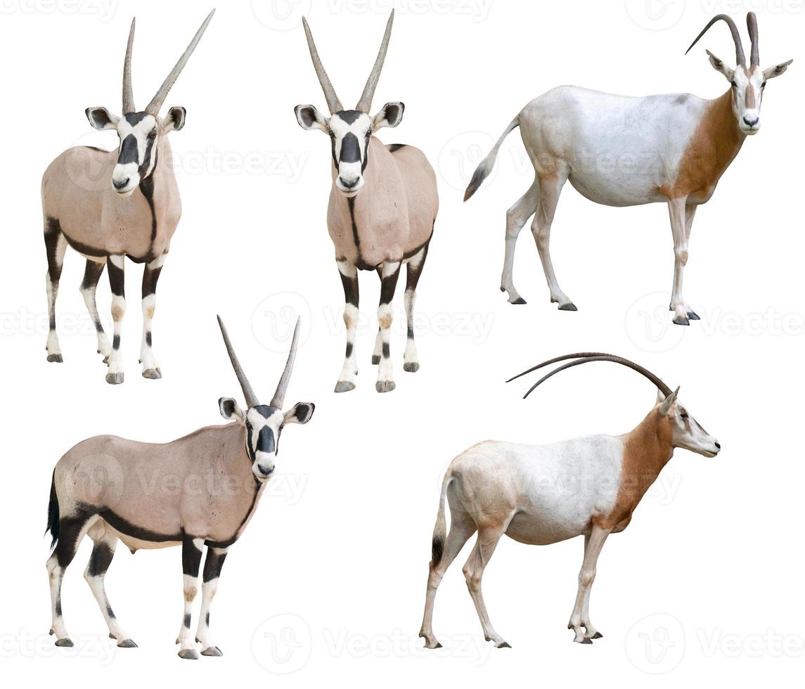 scimitar horned oryx and gemsbok isolated photo