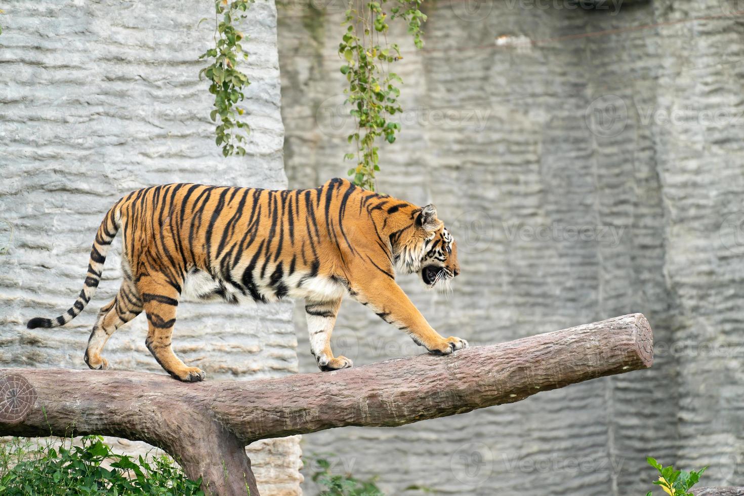 bengal tiger in zoo photo