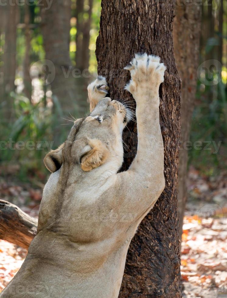 female lion scratching tree bark photo