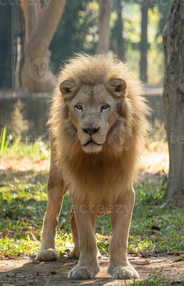 león blanco macho en el zoológico foto