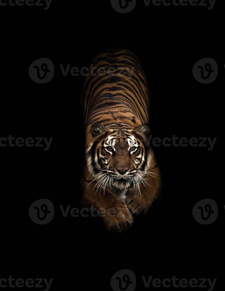 bengal tiger in the dark photo