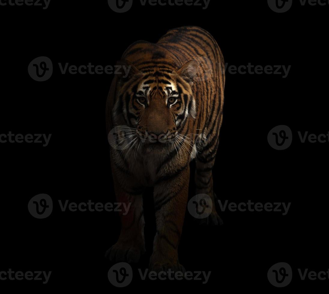 bengal tiger in the dark photo