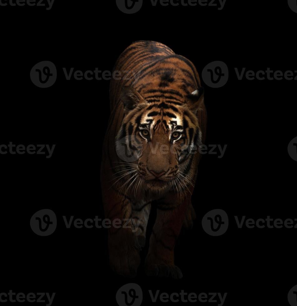 tigre de bengala en la oscuridad foto