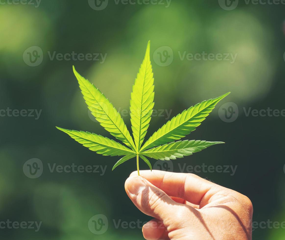 Hand holding marijuana leaf photo