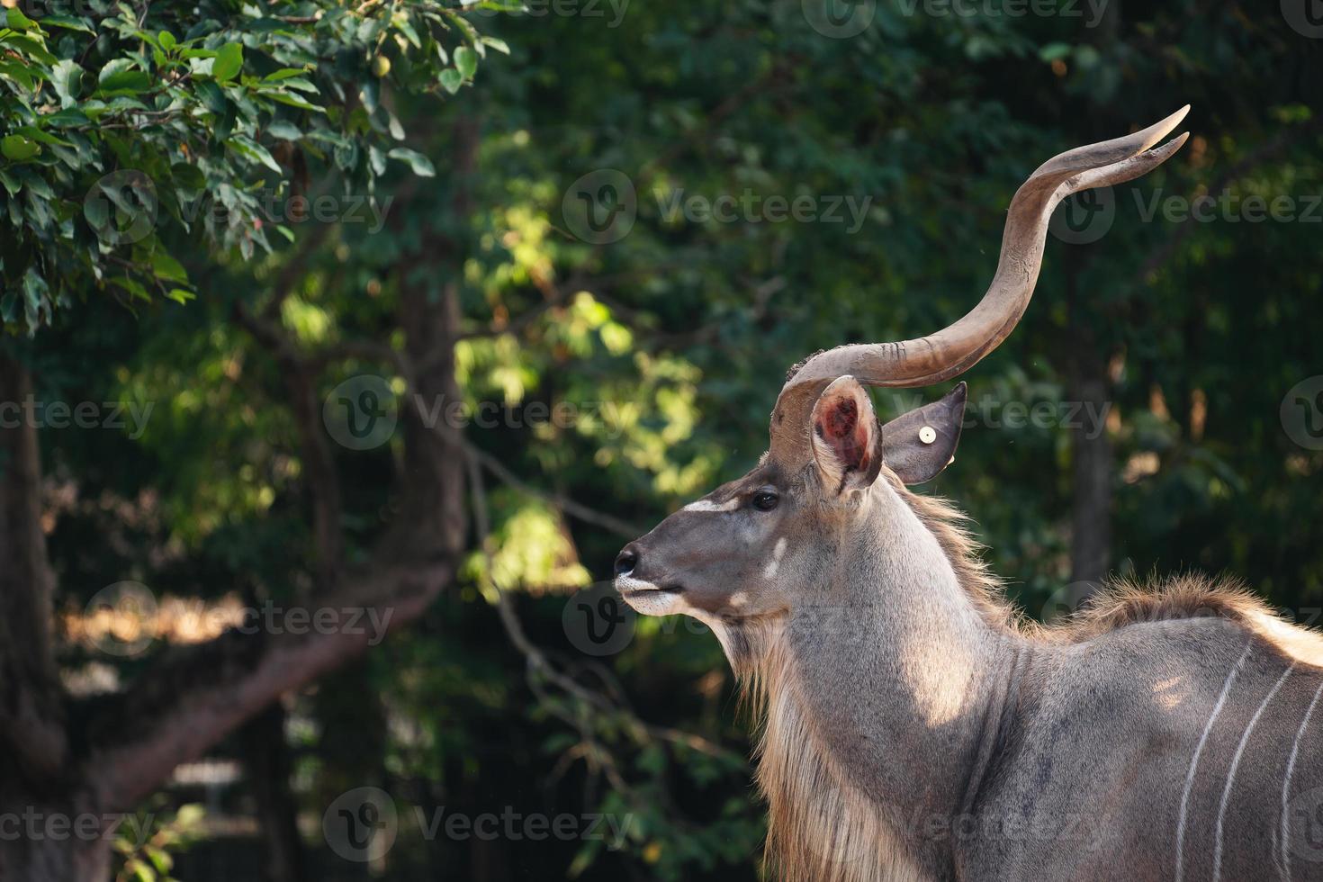 Portrait of male greater kudu antelope photo