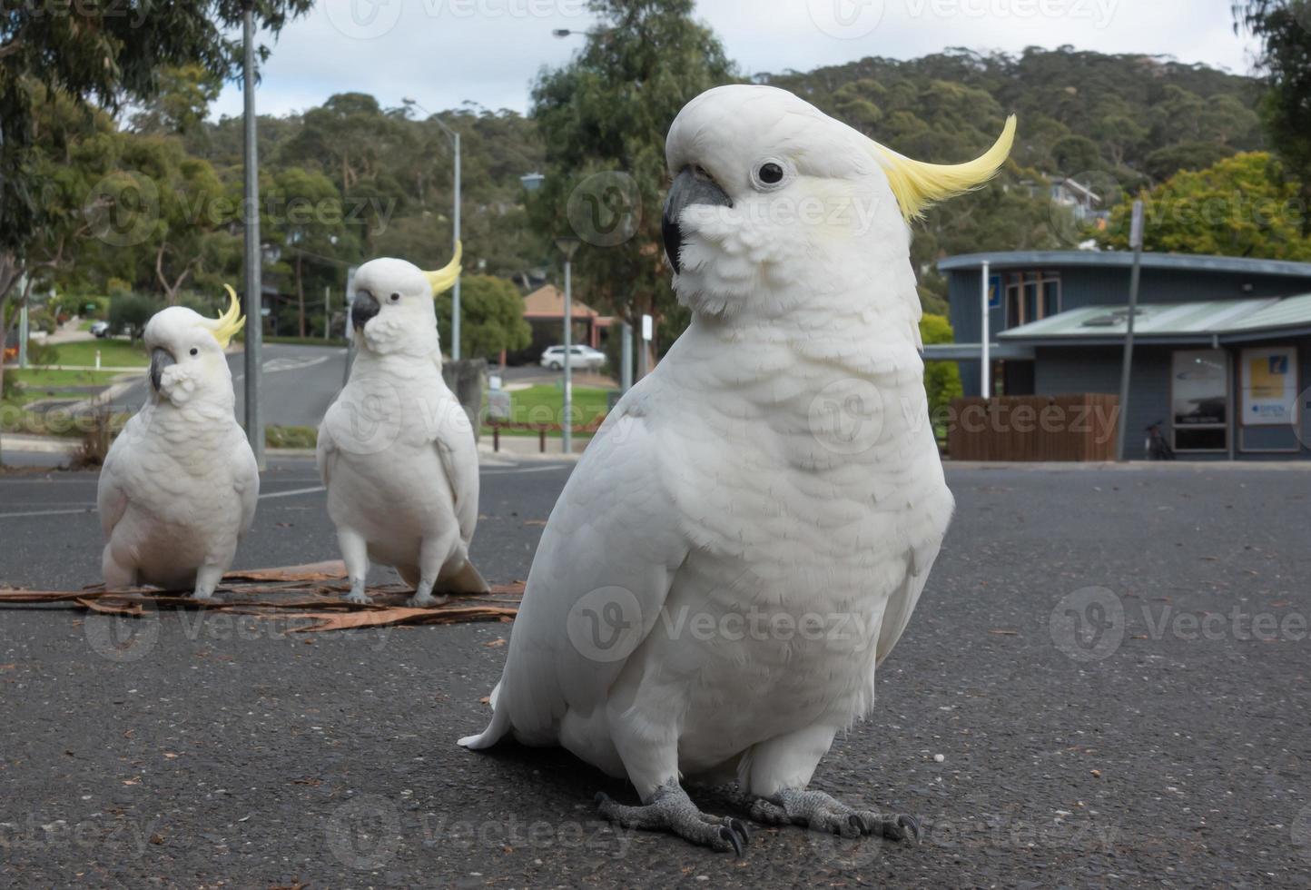 Sulphur Crested Cockatoo on parking photo