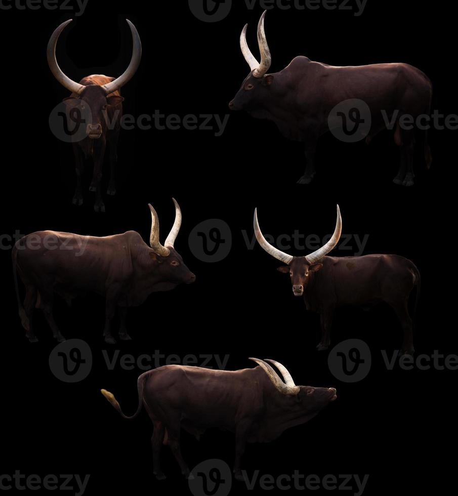 ankole watusi in dark background photo