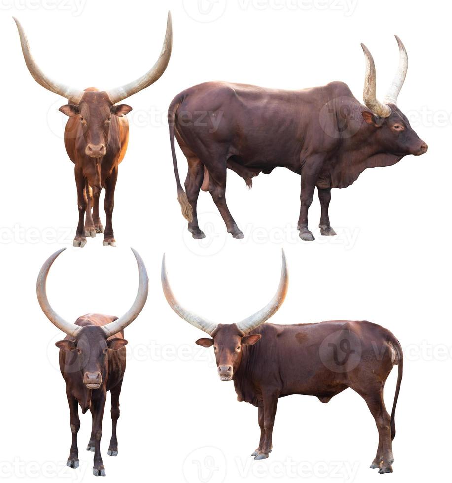 watusi isolated on white background photo