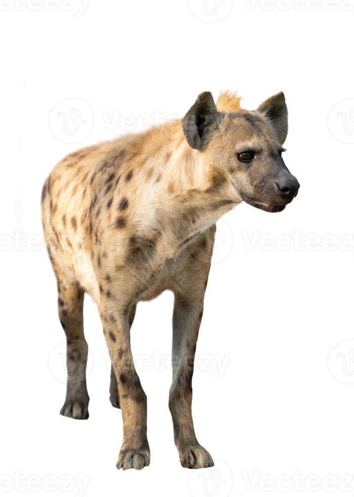 spotted hyena isolated photo