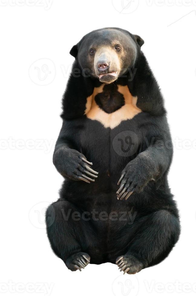 oso de sol malayo aislado foto