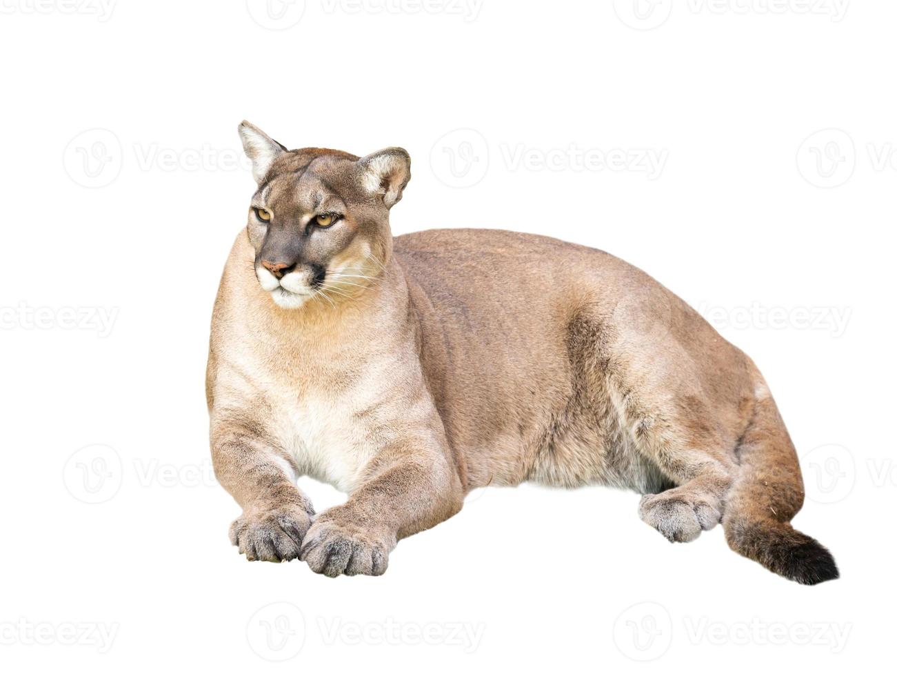 puma isolated on white background photo