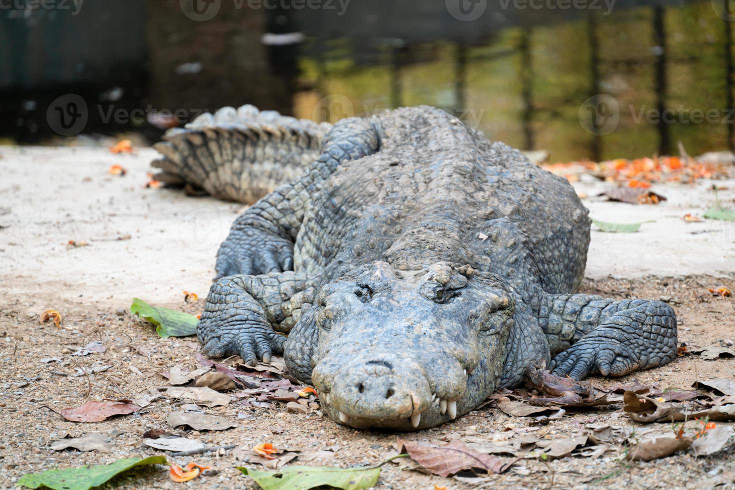 crocodile is near the water photo