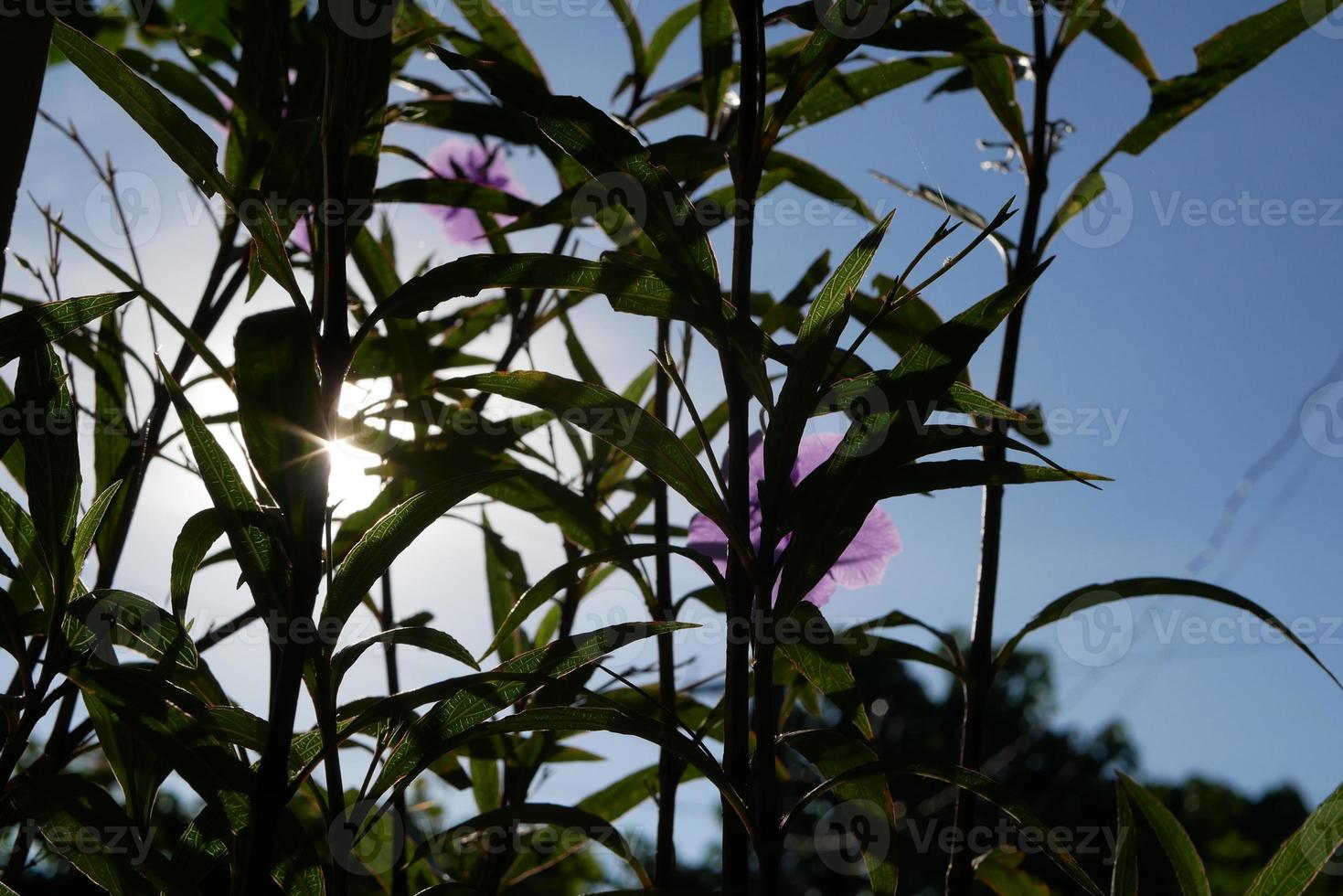 sol de la mañana con flores violetas foto