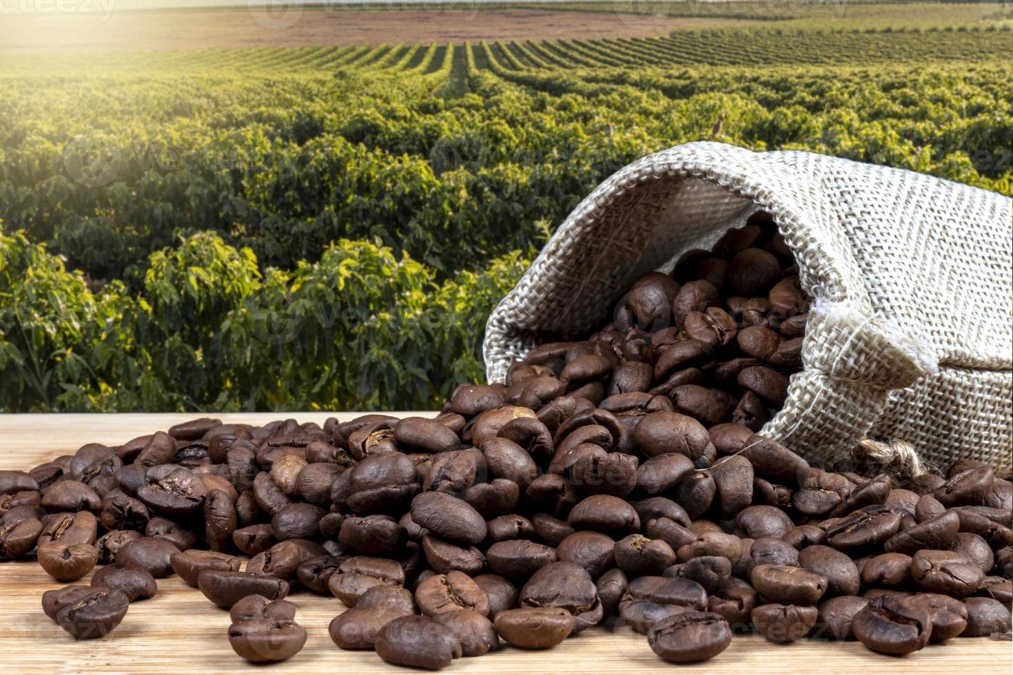 Roasted coffee beans in jute bag on the wooden table, with coffee field farm background in Brazil photo