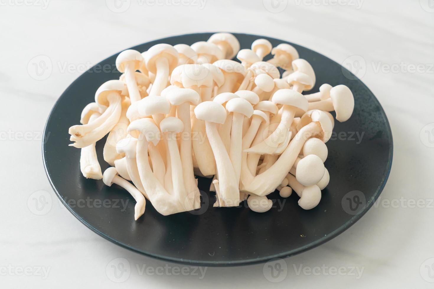 white beech mushroom or white reishi mushroom photo