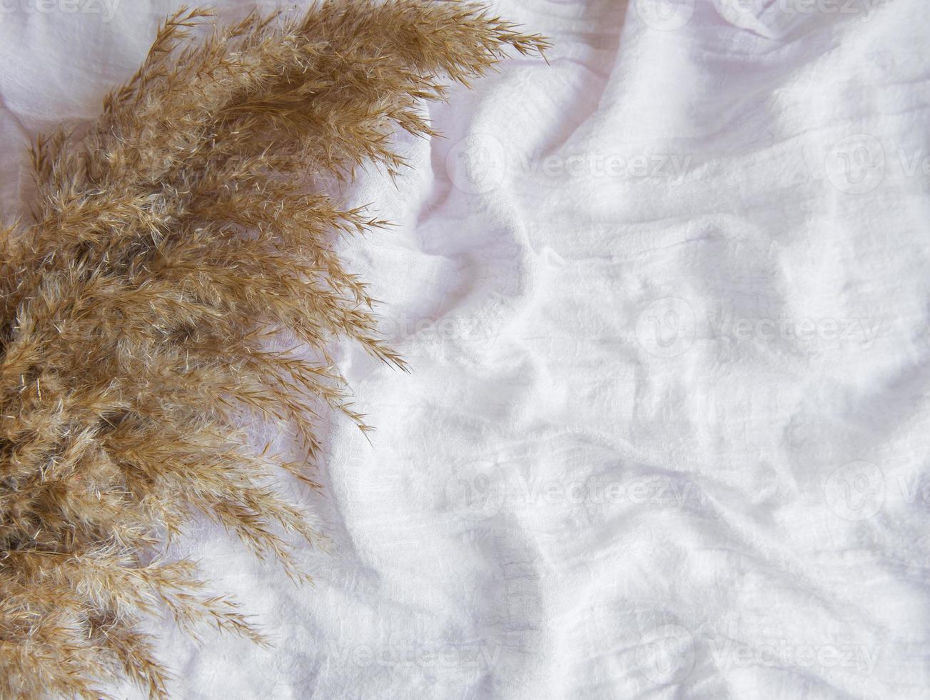 Flatlay of pampas grass on pink textile background photo