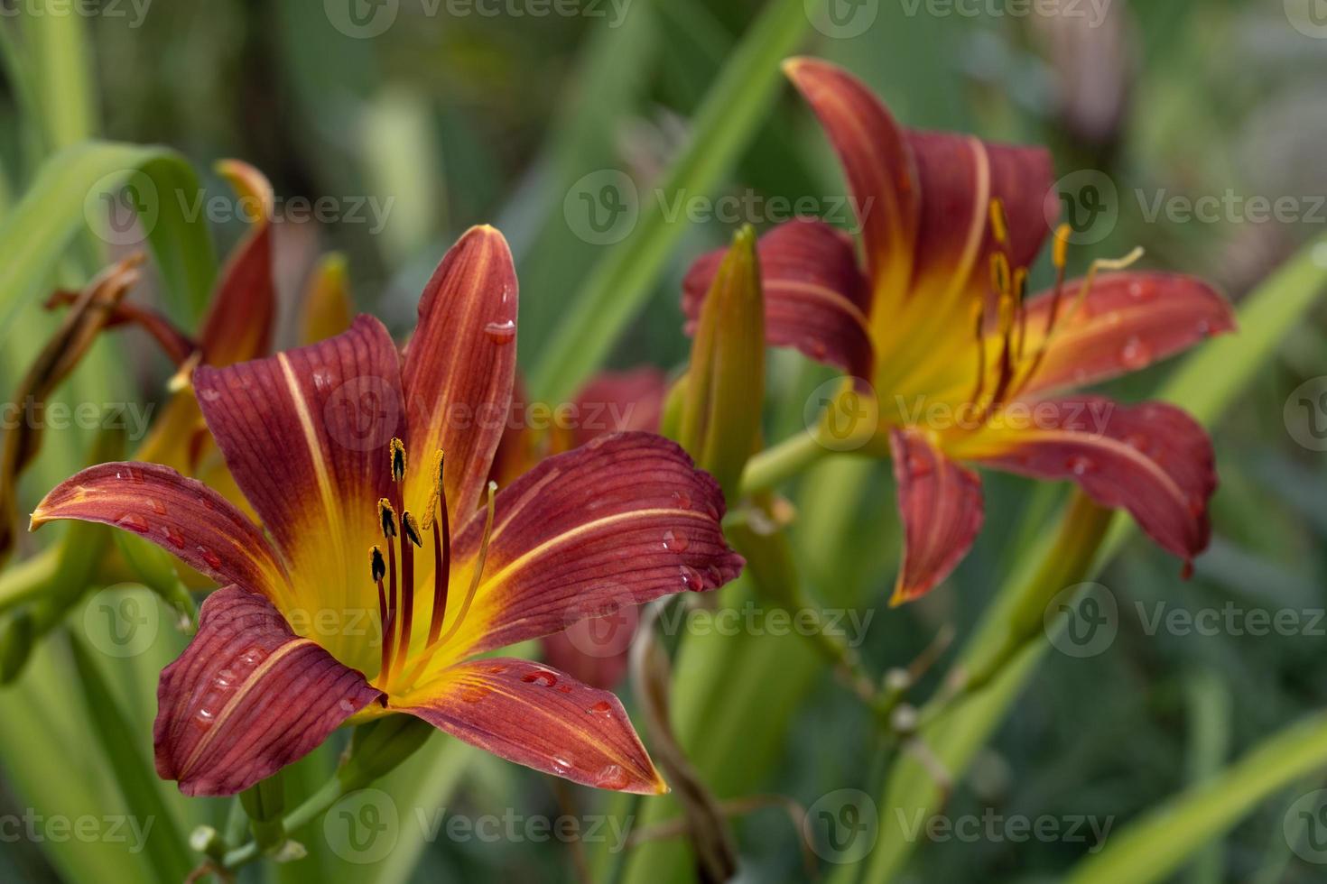 Close-up of two Hemerocallis flowers with raindrops. Selective focus. photo