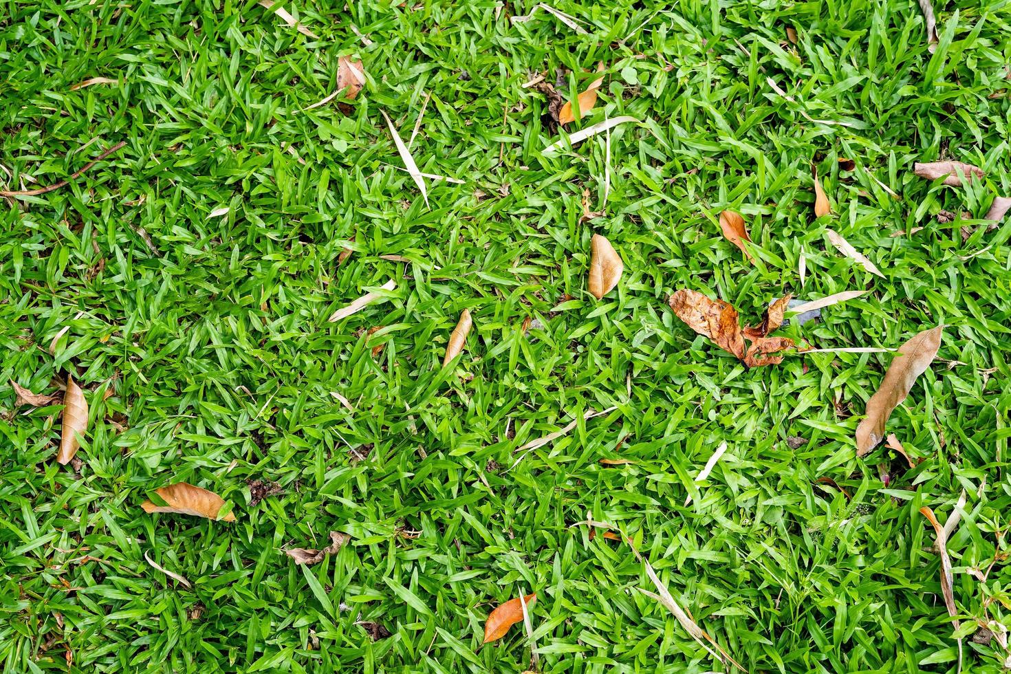 Green grass texture for background. Green lawn pattern and texture background. photo